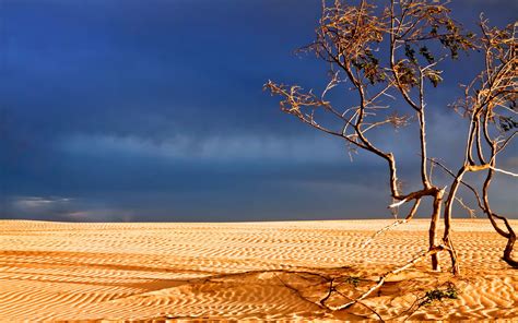 Desert Hd Wallpaper Background Image 1920x1200