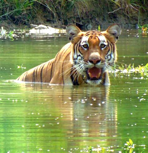 Tiger Encounter In Bardia National Park Tiger Encounter