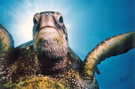 Swimming With Sea Turtles In Hawaii Hawaiian Explorer