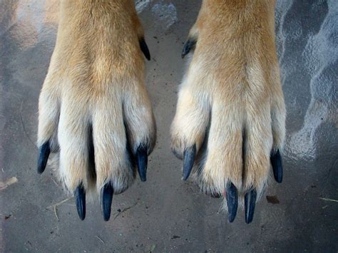 8 Things You Probably Didnt Know About Dog And Cat Claws