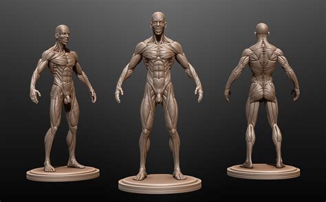 Male Anatomy Ecorche D Model Cgtrader