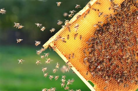 Backyard Beekeeping 101 The One Thing You Should Do First Learnbees