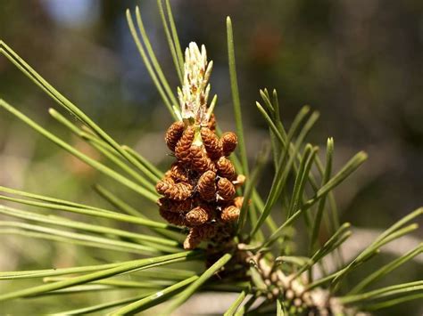 Définition Pin Dalep Pinus Halepensis Pin De Jérusalem Pin