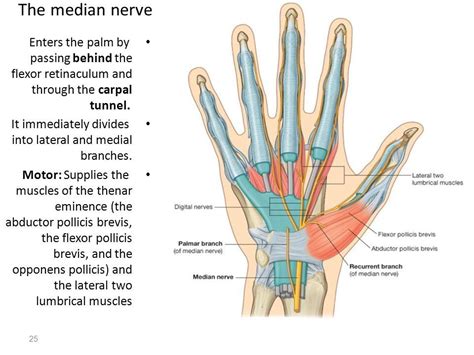 Median Nerve Motor Supply Hand Median Nerve Carpal Tunnel Nerve