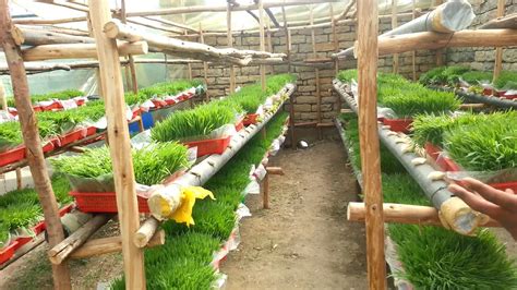 Hydroponic Fodder Production For Smallholder Livestock Farmers Lives