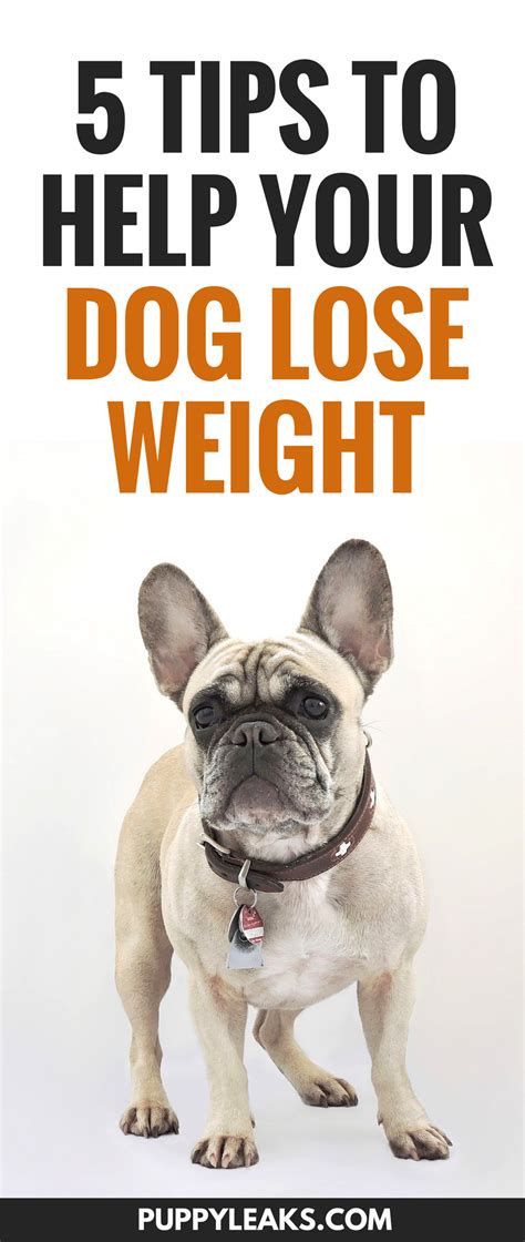 Using the recommended guidelines, overweight or obese dogs should lose. 5 Tips To Help Your Dog Lose Weight