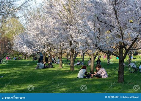 Bucharest In The Spring Time Japanese Garden In Herastrau Park