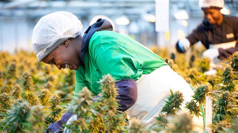 A Lesotho Dagga Grower Just Landed Africa’s First Approval To Sell To The Eu Business Insider