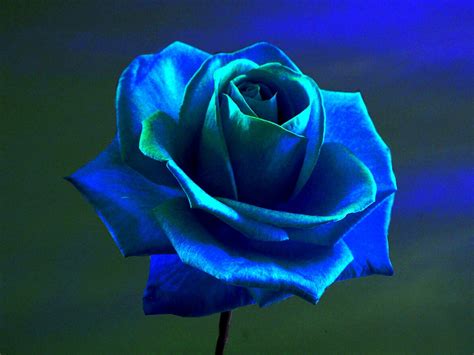 La coltivazione della rosa è abbastanza semplice ma si tratta di una pianta con esigenze climatiche e colturali particolari che, se non rispettate, possono rendere la. Sfondi : viola, fiori blu, rosa blu, fiore, petalo, impianto di terra, pianta fiorita ...