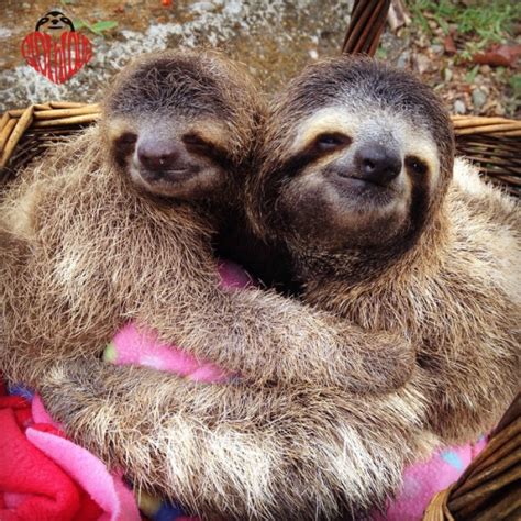 Sloth Love Ng
