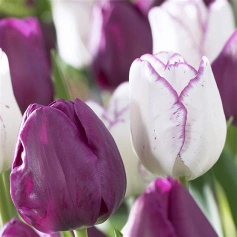 10 New Tulip Varieties For A Beautiful Spring Color National Garden