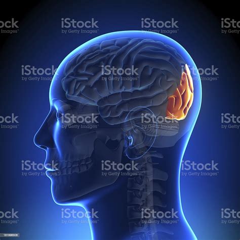 Brain Anatomy Occipital Lobe Stock Photo Download Image Now