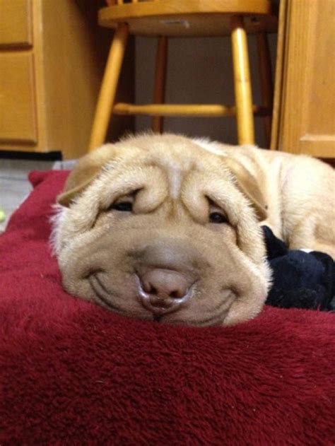 25 Adorable Smiling Animals That Will Warm Your Heart Bouncy Mustard