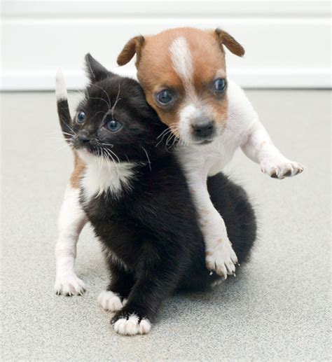 They are so close they could even be sisters! 2 Abandoned Pets Become Unlikely Best Friends