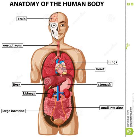 The job of the kidneys is to filter things like water and salts out of your blood and to produce if you put an organ in the wrong place, all of the organs fall out of his body and you have to start again! Body Organ Location Picture - koibana.info | Human body ...