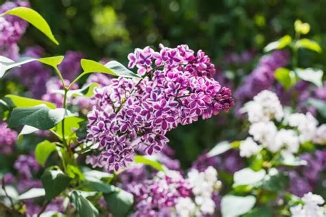 How Fast Do Lilac Bushes Grow Plus Factors That Affect Growth Rate