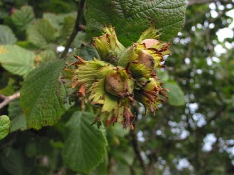 Get latest info on hazelnut, filbert, cobnut, suppliers, manufacturers, wholesalers, traders, wholesale suppliers with hazelnut prices for buying. Hazel - how to grow hazel trees from seed | a guide from TCV