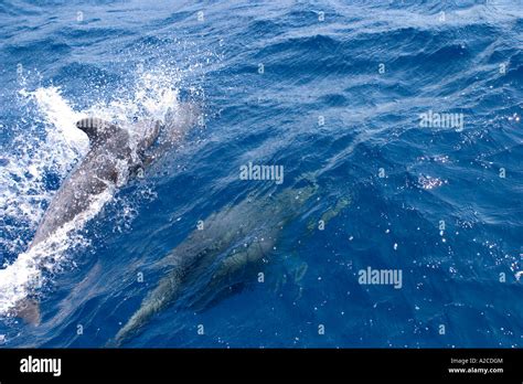 Dolphin Jumping Out Of Water Stock Photo Alamy