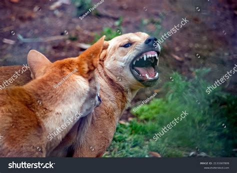 538 Golden Dingo Images Stock Photos And Vectors Shutterstock