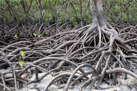 new research determines high price of mangrove loss griffith news