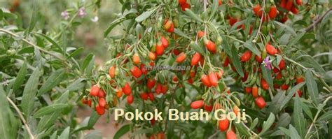 5 khasiat dari goji berry bagi kesehatan tubuh. Anim Agro Technology: CHINESE WOLFBERRY (GOJI)