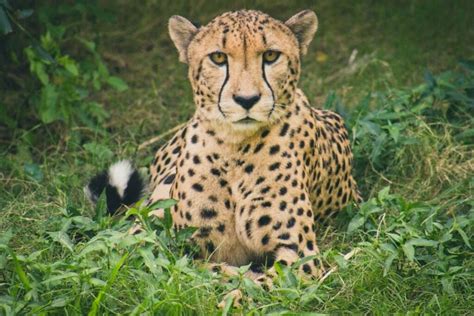 How Fast Can a Cheetah Run? Secrets You Should Know - Port Stanley News