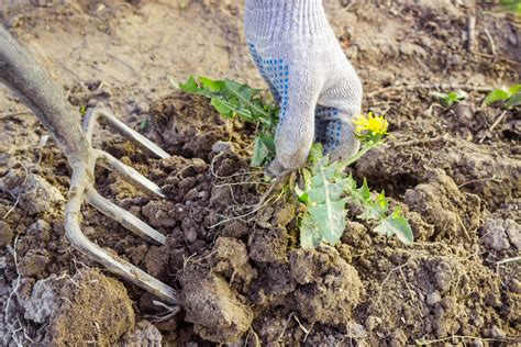 Sarclage Les Différentes Méthodes Pour Sarcler Le Jardin