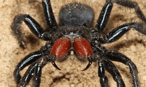 Worlds Oldest Spider Dies Aged 43