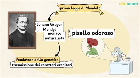 La Prima Legge Di Mendel Scienze Naturali Terza Media