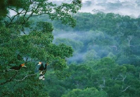 بحث عن الغابات الاستوائية المطيرة