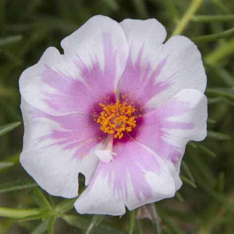 When to prune montauk daisy. Wholesale Purslane Samba Pink Bicolor Unrooted Cuttings