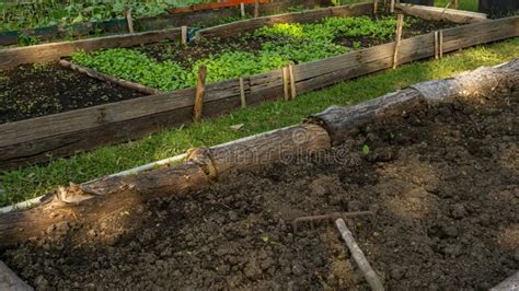 Preparing Soil In Wooden For Plantation Vegetable In Garden Nursery