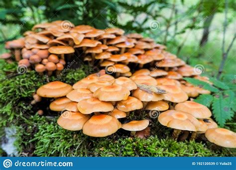 Honey Agaric Mushrooms Growing On A Tree In Autumn Forest