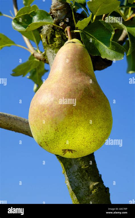 Common Pear Pyrus Communis Concorde Pyrus Communis Concorde Pear