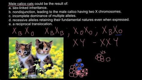 Could Calico Cats Be Male Youtube