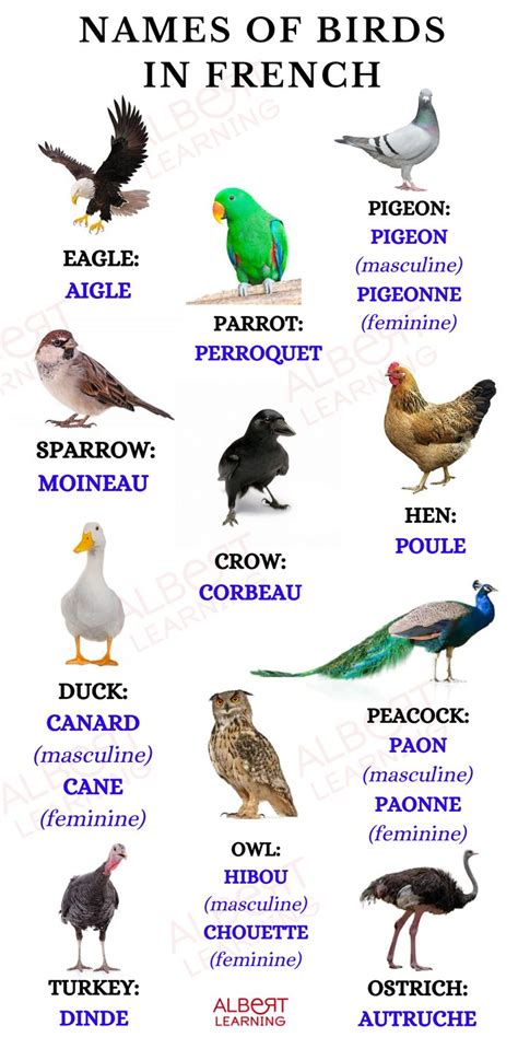 Names Of Birds In French Apprendre Une Langue Gagner De Largent La