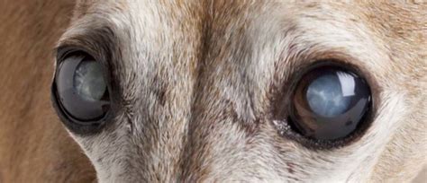 Cataracts In Dogs 5 Ways To Prevent And Treat Them Top Dog Tips