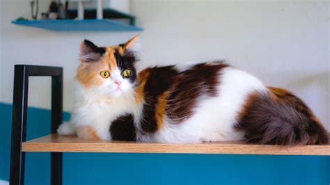 10 Charming Facts About The Calico Cat Petsradar