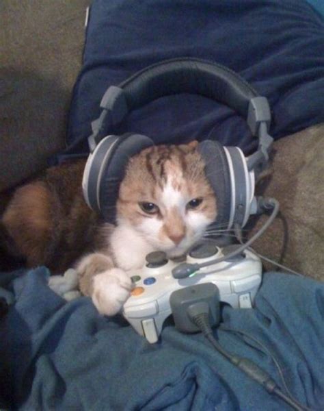 Serious Gamer Cats Gamer Cat Funny Cat Videos Cats