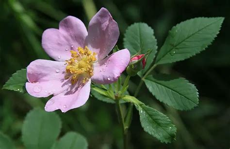 Iowa State Flower Wild Rose