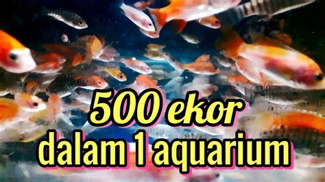 Dalam bahasa inggris, ikan ini dikenal sebagai sumatra barb atau tiger barb. Ikan nila 500 ekor dalam satu aquarium - YouTube