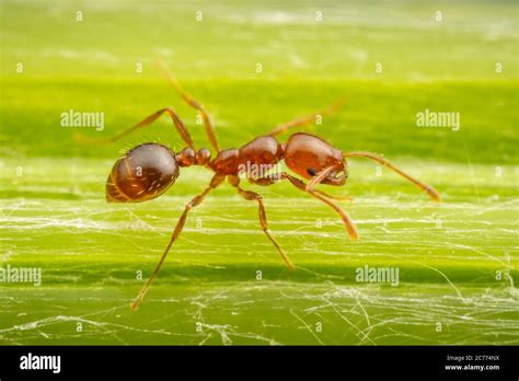 Red Imported Fire Ant Solenopsis Invicta Stock Photo Alamy