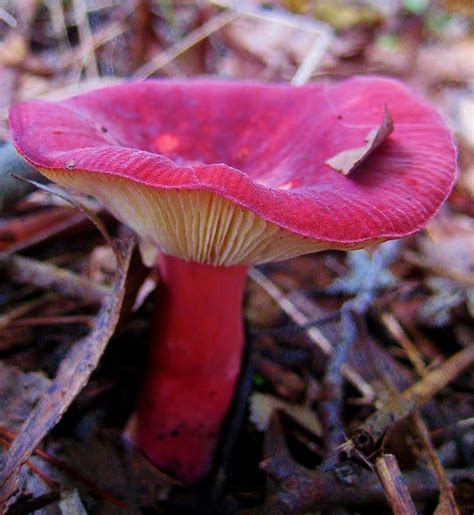 Beautiful Red Mushroom In The Woods Of Wv Berkeley Springs Wv West Virginia Wild