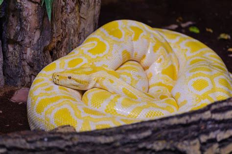 Large Albino Burmese Python Stock Photo Image Of Florida White 28451784