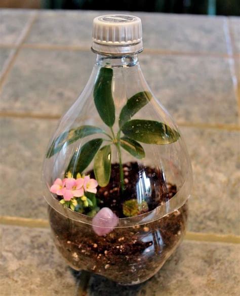 22 Best Ecosystem In A Bottle Images On Pinterest Gardening Life