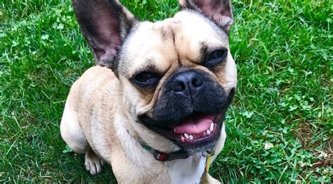 French Bulldog Pug Mix Frug Breed Information And Overview