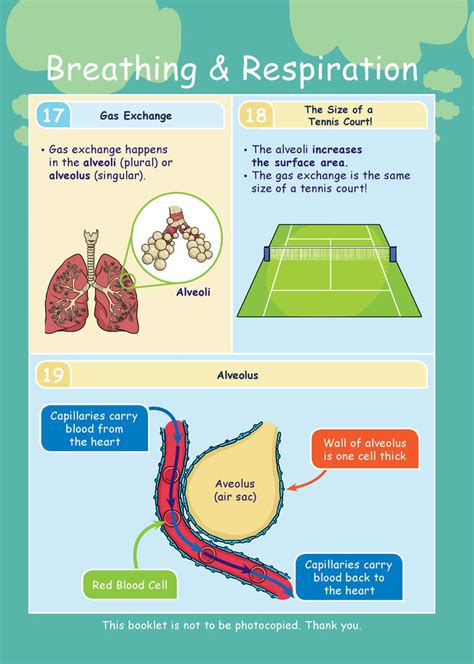 Ce Ks3 Biology Breathing And Respiration Resources For Dyslexics