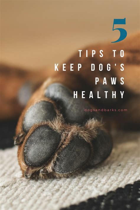 Five Tips To Keep Dogs Paws Healthy Dog Paws Easiest Dogs To Train