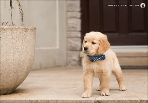 The Best Way To Enjoy Your Dogs Puppy Stage Pet Photography In