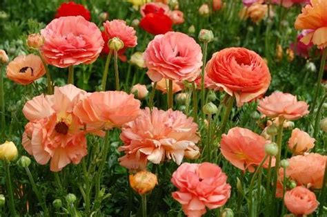 San diego wholesale flowers & bouquets 1205 aviara parkway, carlsbad ca 92011 phone : Carlsbad Flower Fields, CA | Flowers, Carlsbad flower ...